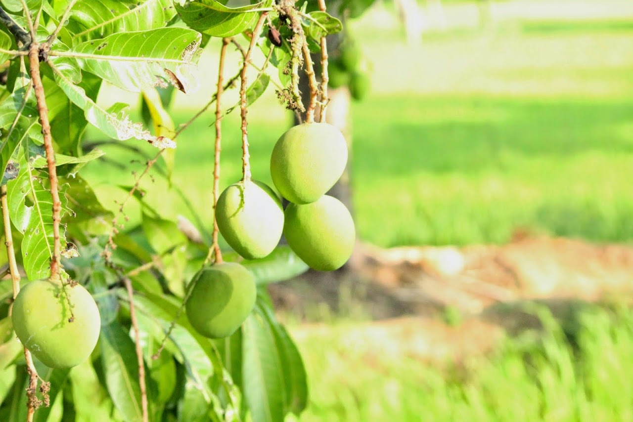 Mango Cultivation, Profit & Yield per acre