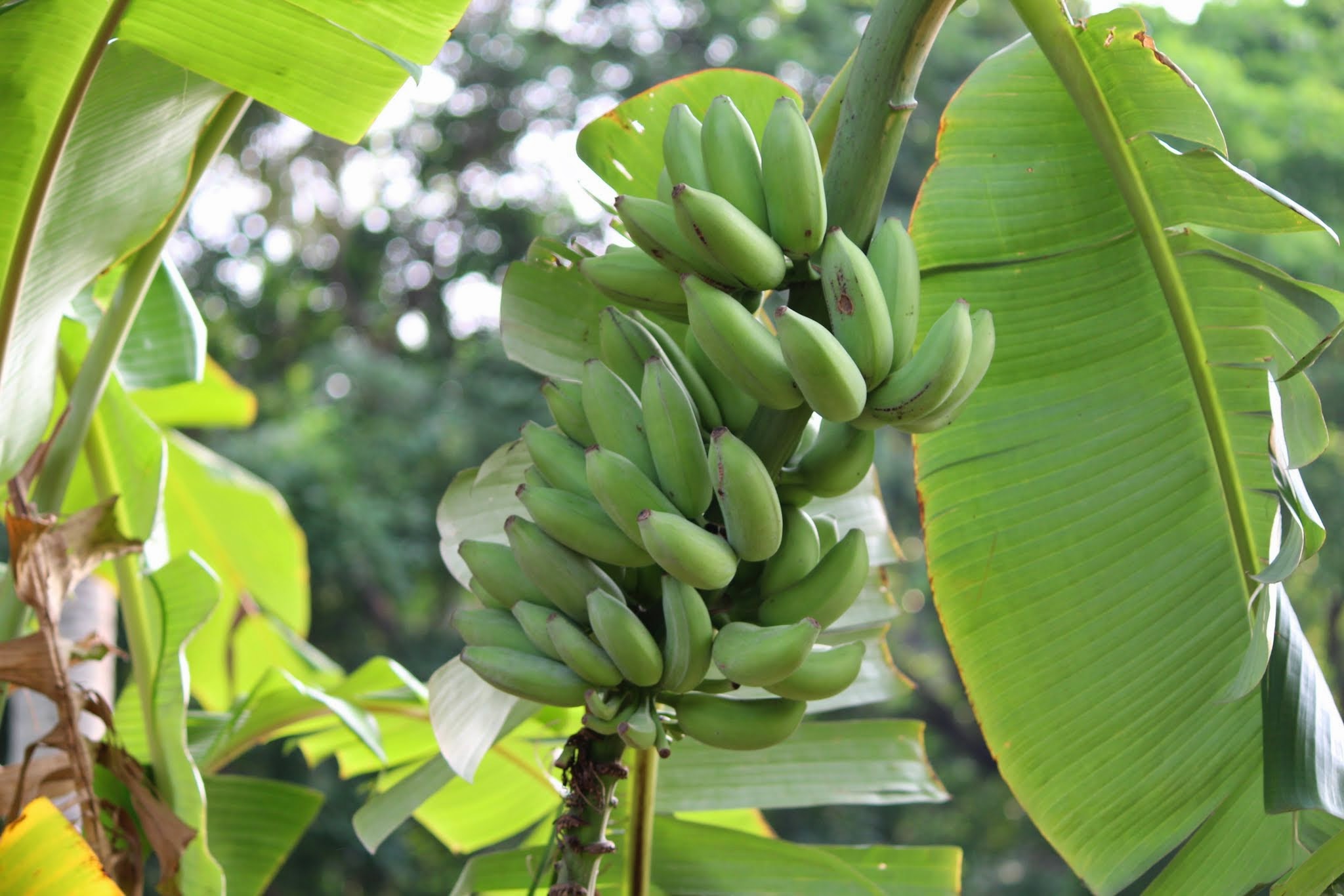 Banana Cultivation & Profit in India