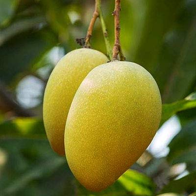 Alphonso Mango Cultivation & Its Commercial Value