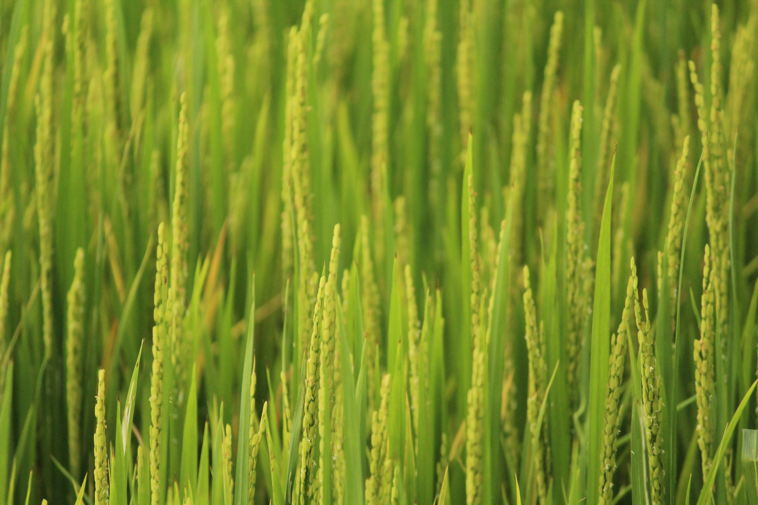 How to increase Your Profit From Rice Cultivation in India