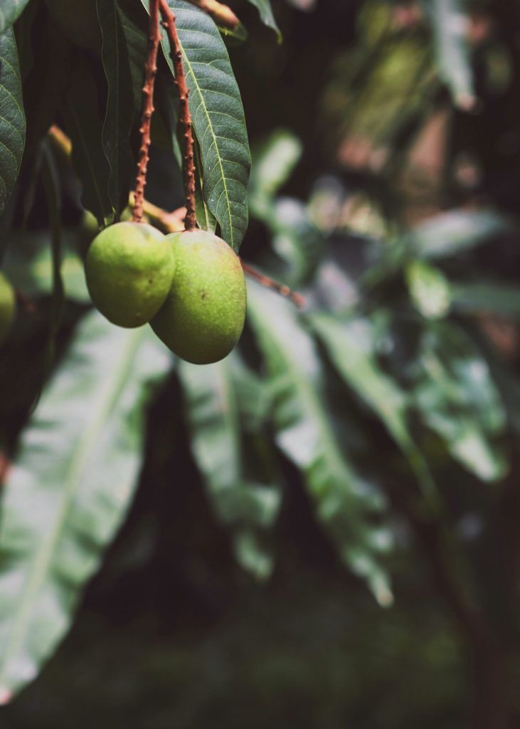 Do Mango Trees Need Fertilizers Amra Farms