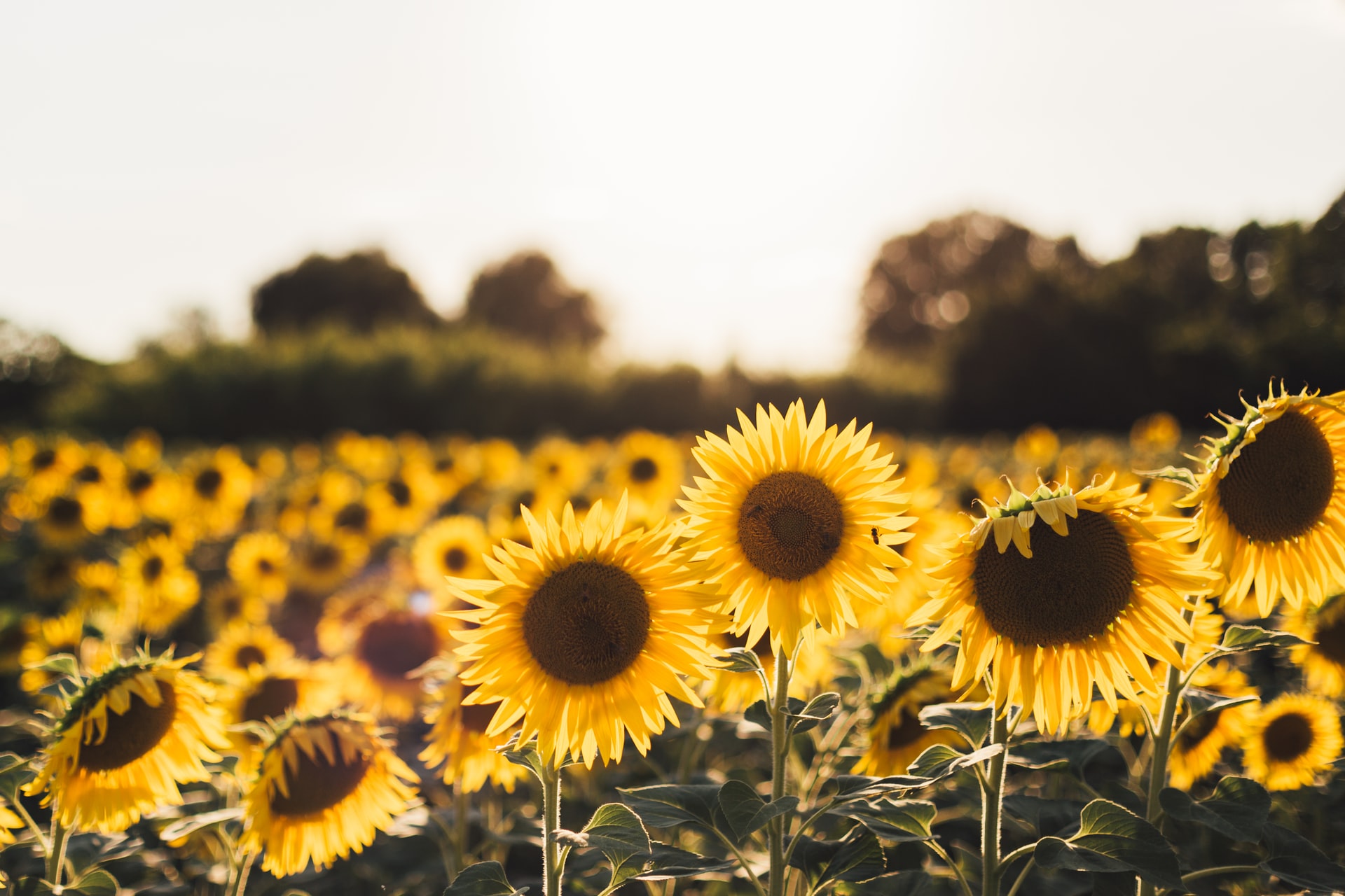 Sunflower farming, Profits, Expenses per acre