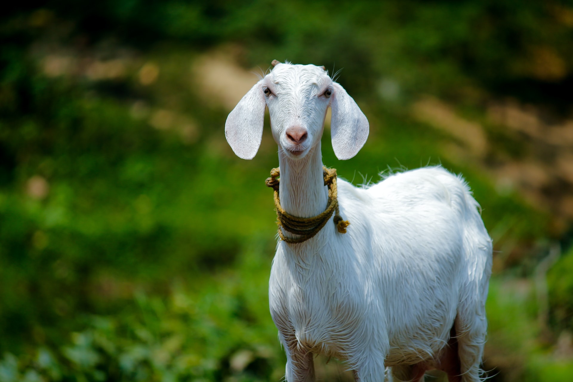 Tellicherry / Malabari Goat Farm