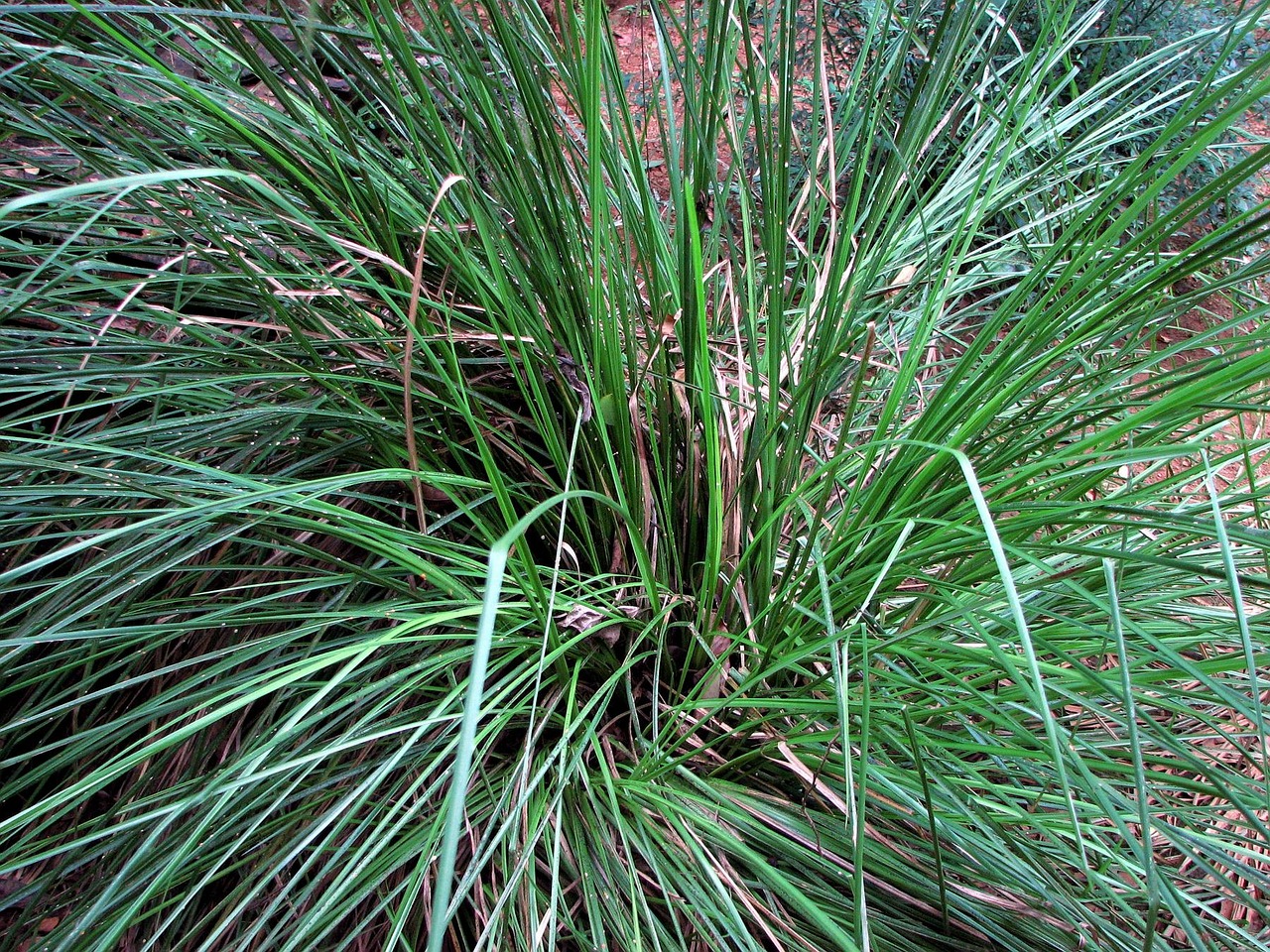 Vetiver Cultivation, Benefits of Farming and Profit
