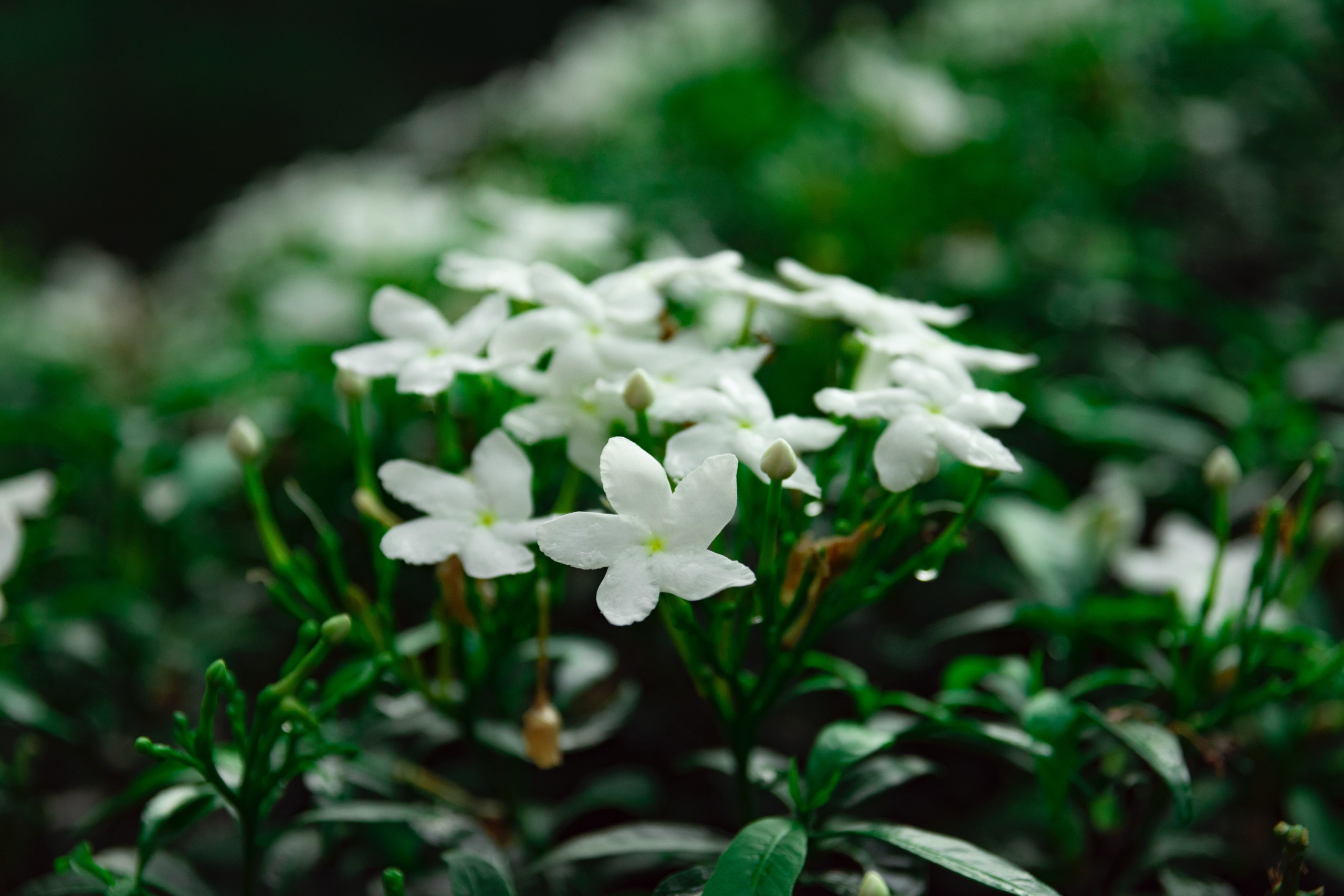 Jasmine cultivation – Profits per acre, Caveats and more
