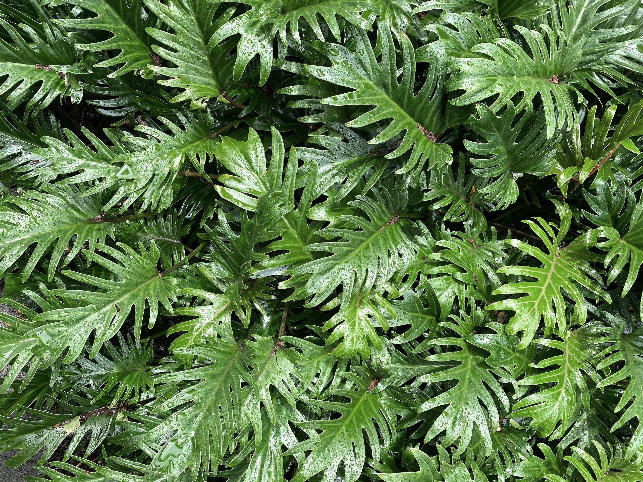 Philodendron Xanadu – Soil, Care & Propagation