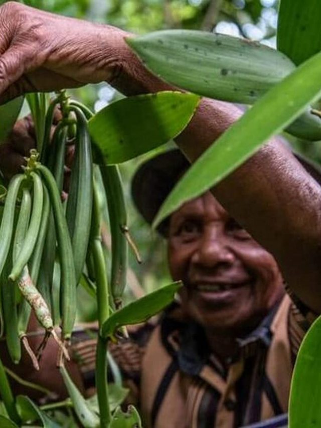 Sweet Rewards: How Vanilla Cultivation is Changing the Lives of Farmers