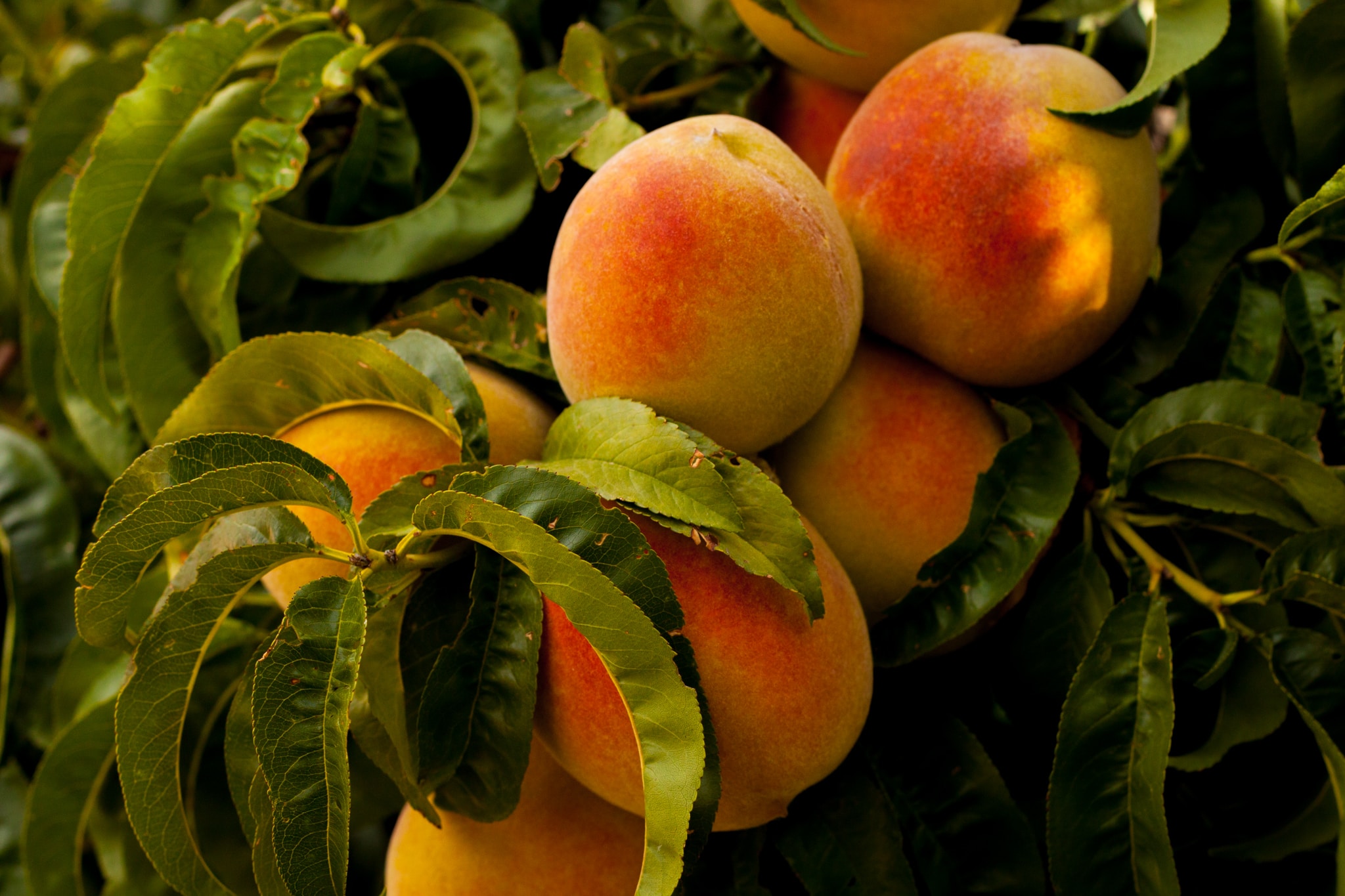 Peaches , The addu / aaru Fruit Cultivation in india