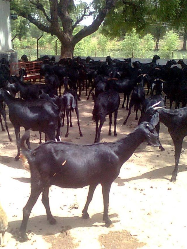 Top 10 Profitable Indian Goat Varieties for Farming