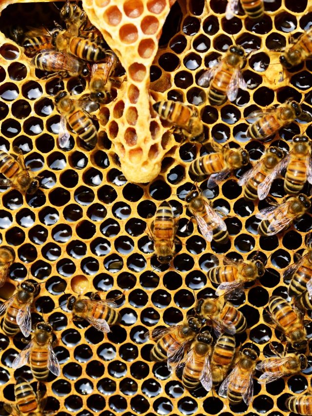 Buzzing Beauty: Beekeeping and Honey Bee Farming in India