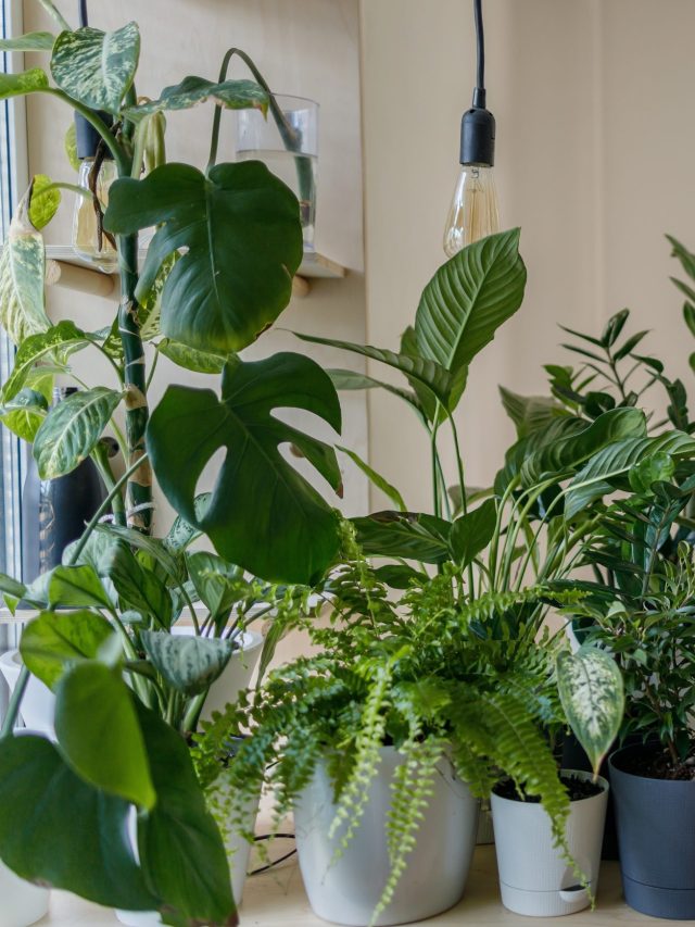 90 Easy to Care Indoor Plants for Indian Homes