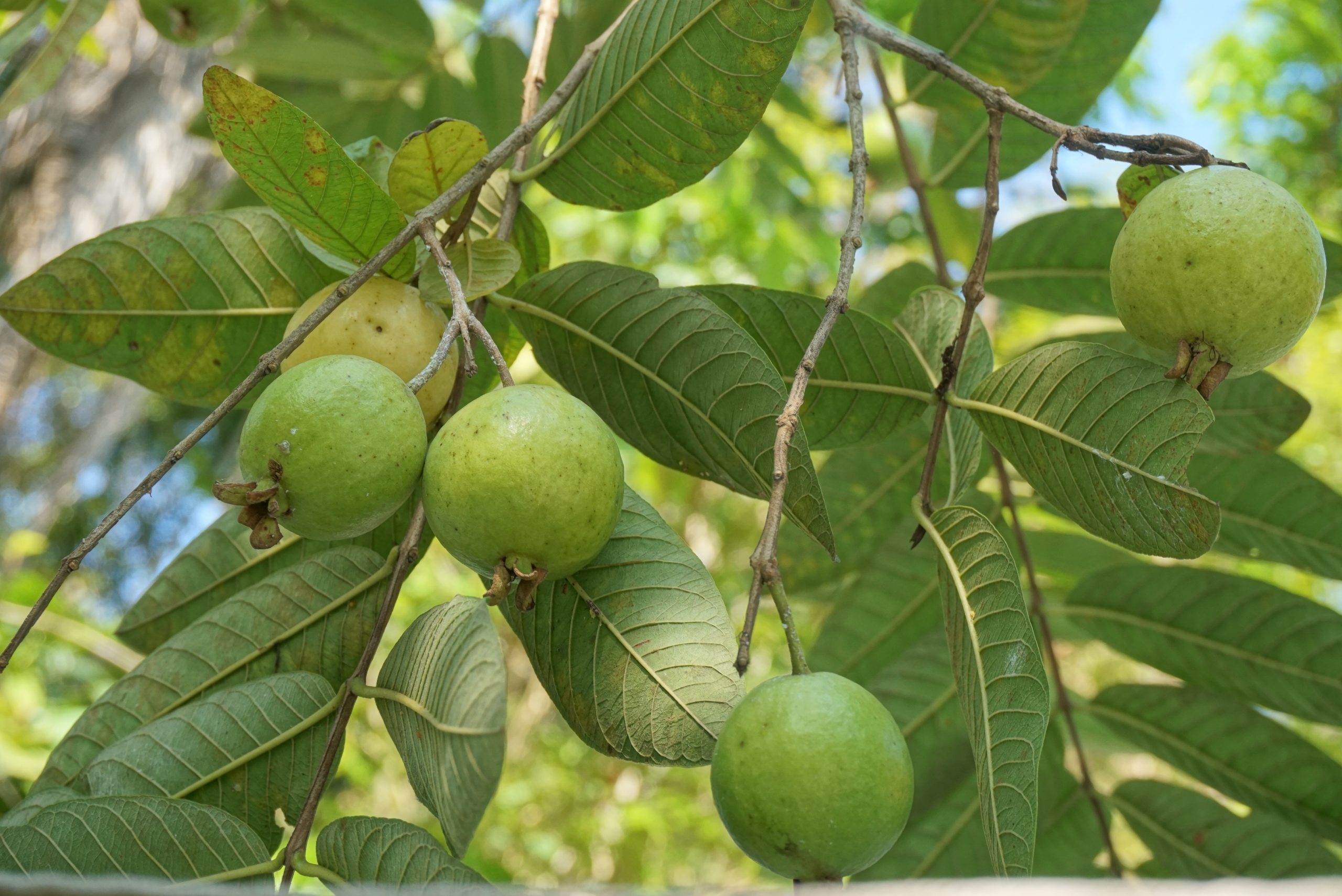 Guava Farming in india