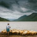 man holding stick and standing near herd of sheep on the seashore